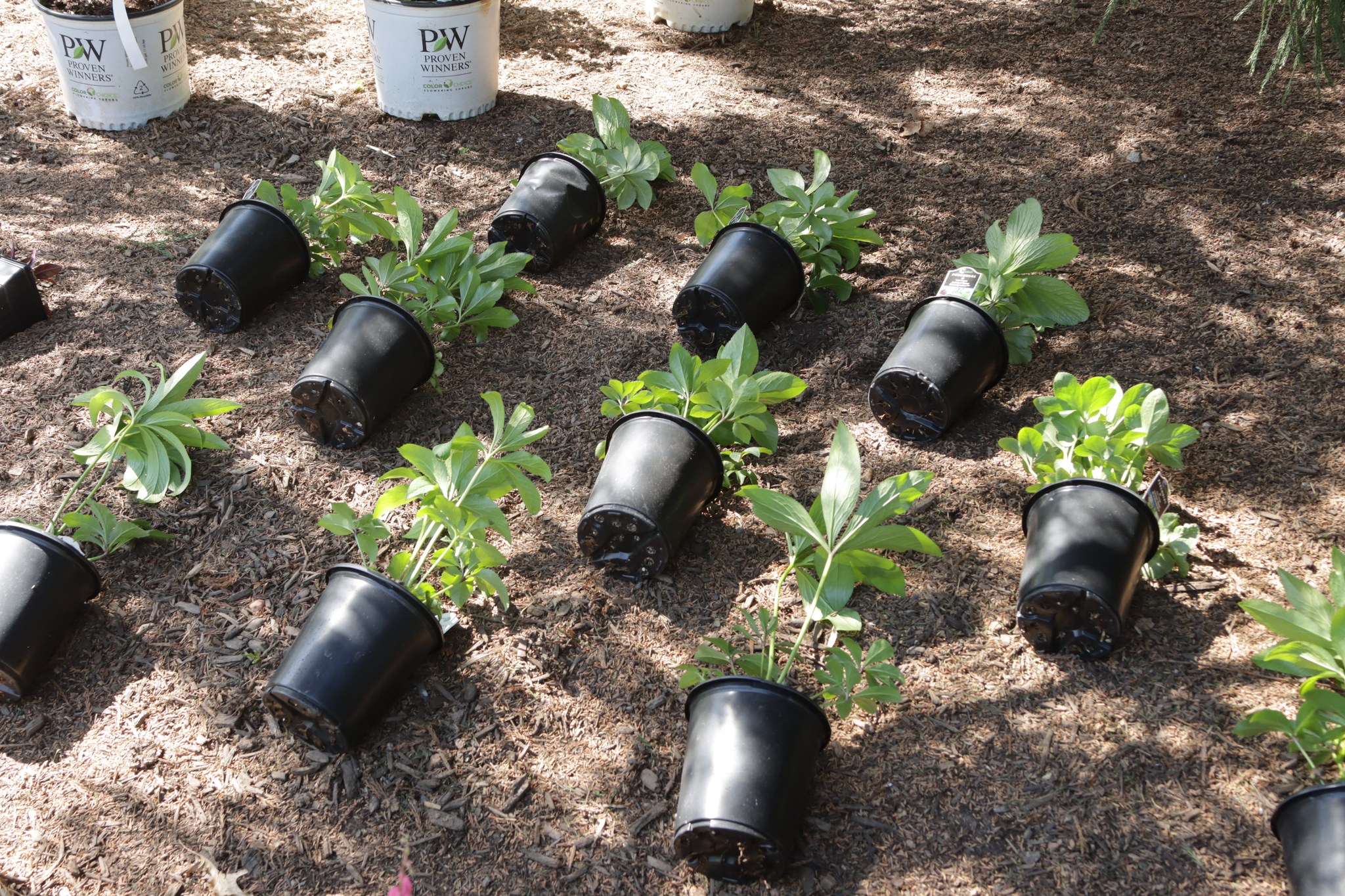 488278657_1206375468161912_1618790599895468828_n